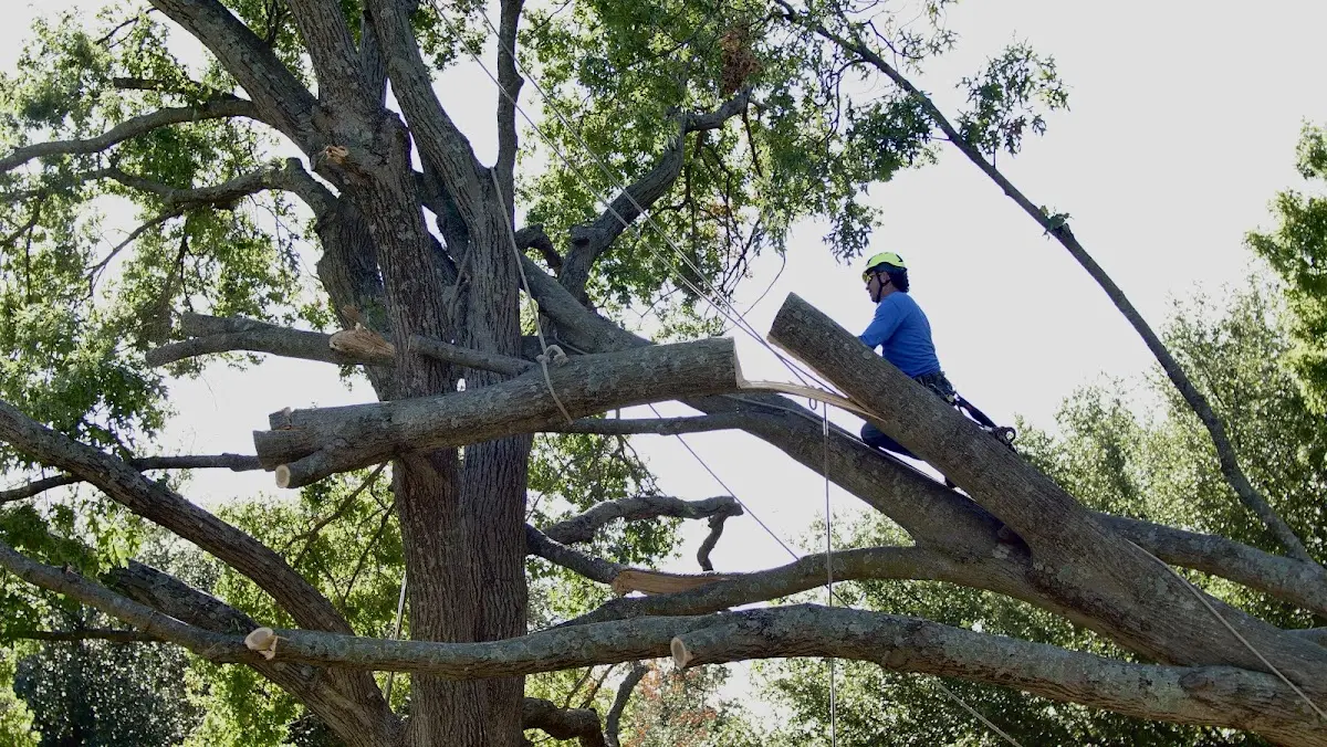 Professional Crown Thinning performed by certified arborists in Ellinger