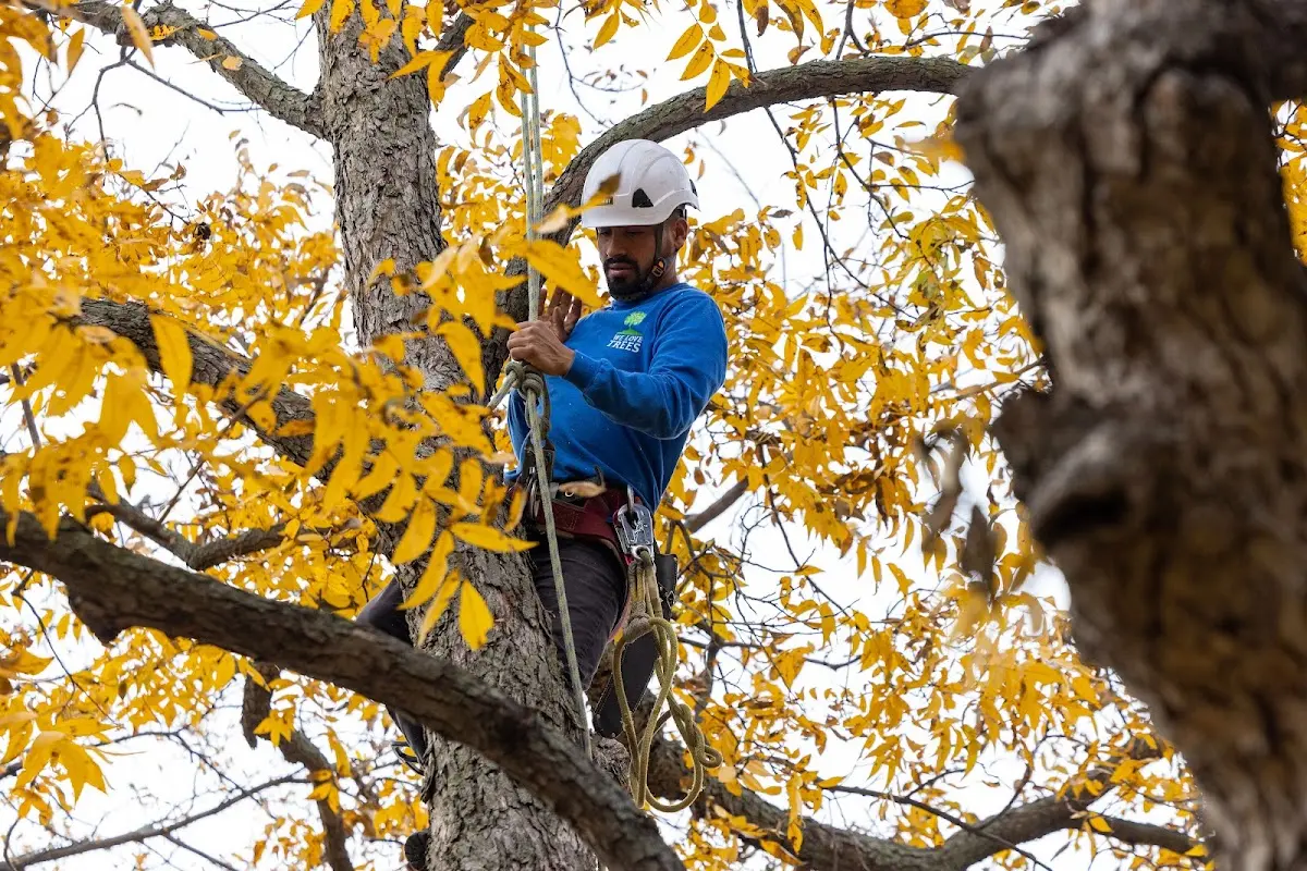Skilled Dead Tree Removal crew working in Ellinger